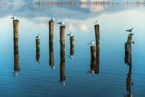 gaviotas en los postes de madera de un lago azul reflejado por el agua foto