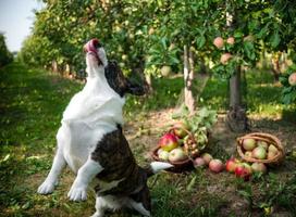 A corgi dog lies near a basket of ripe apples in a large apple orchard photo