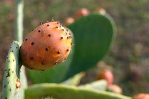 Sicilian prickly pear, Opunzia Ficus Indica species photo