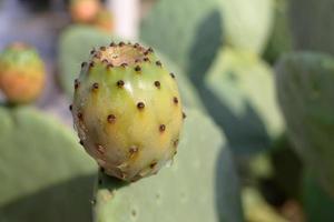 Sicilian prickly pear, Opunzia Ficus Indica species photo