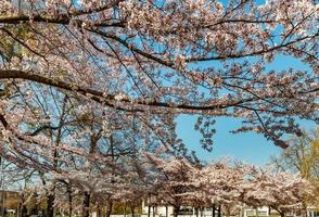 Cherry trees flowering at spring, Strasbourg, Alsace photo