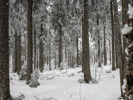 Snow covered forest in the Vosges. Fog covers the mountains. photo
