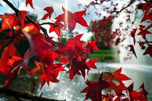 Pointed multicolored autumn maple and sycamore leaves. Close-up. photo