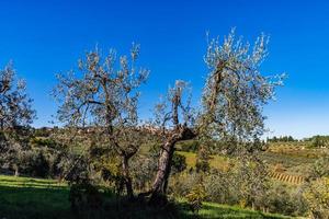 olivos en toscana, italia, tiempo de cosecha, otoño foto