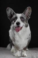 Beautiful grey corgi dog with different colored eyes closeup emotional portrait photo