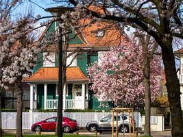 Blooming magnolias in the sunny park of Strasbourg. The amazing beauty of spring parks photo