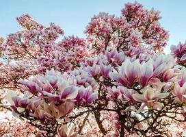 Beautiful pink magnolia in Strasbourg, springtime, Alsace photo