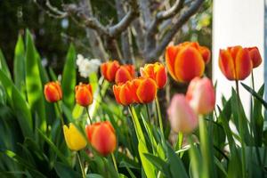 Beautiful tulips on the spring sun, Alsace, freshness and clearness photo