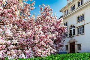 hermosa magnolia rosa en estrasburgo, primavera, alsacia foto