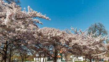 Cherry trees flowering at spring, Strasbourg, Alsace photo