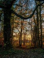 Bright autumn colors in the Vosges mountains. Alsace. photo