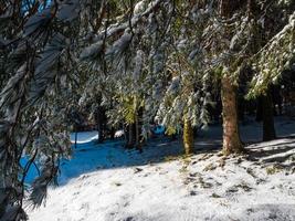 Beautiful snowy forest in the Vosges mountains. photo