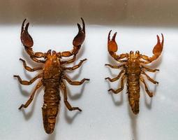 Dried insect in the museum, closeup view photo