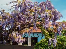 impresionantes glicinias lilas en flor en las calles de estrasburgo. los colores de la primavera. foto