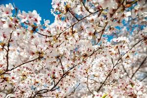 Cherry trees flowering at spring, Strasbourg, Alsace photo