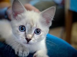 White kitten with blue eyes on a sofa photo