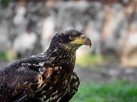 Huge eagle shot close-up of the flora and fauna of Vosges photo