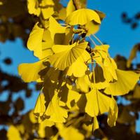 el color amarillo brillante de las hojas del árbol ginkgo a través del cual pasa la luz del sol. la combinación de azul y amarillo foto