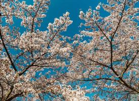 Cherry trees flowering at spring, Strasbourg, Alsace photo