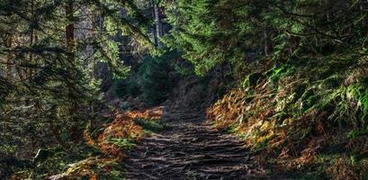 Bright autumn colors in the Vosges mountains. Alsace. photo