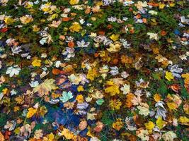 Pointed multicolored autumn maple and sycamore leaves. Close-up. photo