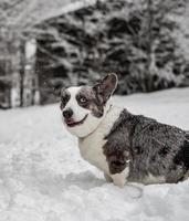 Funny corgi in the winter forest plays with snow. photo
