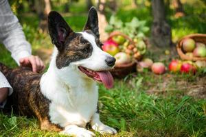 A corgi dog lies near a basket of ripe apples in a large apple orchard photo