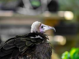 Huge eagle shot close-up of the flora and fauna of Vosges photo