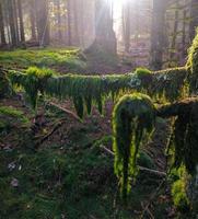 Sunrise in the foggy autumnal forest photo