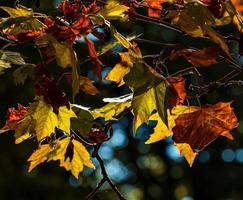 Pointed multicolored autumn maple and sycamore leaves. Close-up. photo