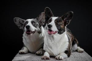 Two beautiful brown and grey corgi dogs posing in studio, isolated on black background photo