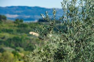 aceitunas en el olivo, tiempo de cosecha, otoño en italia foto