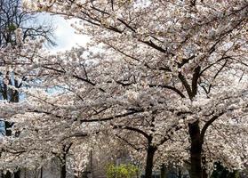 cerezas en flor en el soleado parque de estrasburgo. la asombrosa belleza de los parques primaverales foto