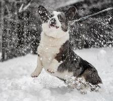 Funny corgi in the winter forest plays with snow. photo