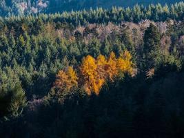 Bright autumn colors in the Vosges mountains. Alsace. photo