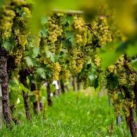 las uvas están maduras. temporada de cosecha vinificación en alsacia. foto