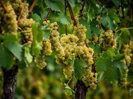 The grapes are ripe. Vintage season. Winemaking in Alsace. photo