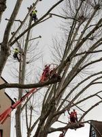 Workers cut huge plane trees in the winter. Lift, construction equipment. photo