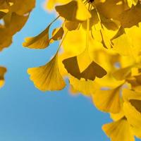 el color amarillo brillante de las hojas del árbol ginkgo a través del cual pasa la luz del sol. la combinación de azul y amarillo foto