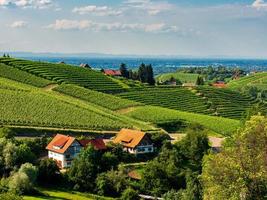 Green hills with summer vineyards in Black Forest photo