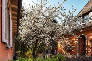 Cherry trees flowering at spring, Strasbourg, Alsace photo