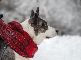 Funny corgi on the winter snow in a scarf. Winter clothes. photo