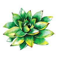 watercolor succulent flowers vector