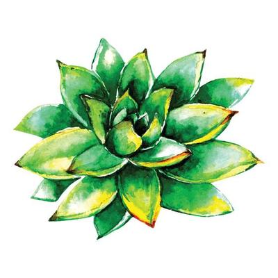 watercolor succulent flowers
