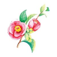 Watercolor Camellia Flowers Green Leaves. vector