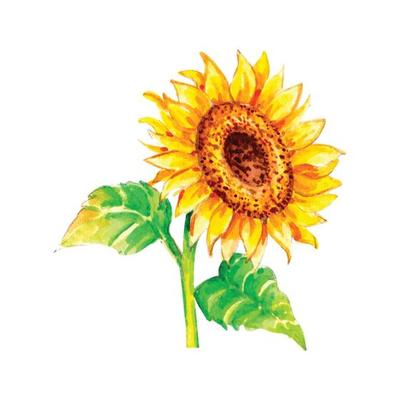 Popular Watercolor Sunflowers