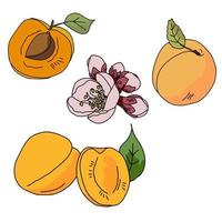 A set of apricots in different variations, whole fruit, apricot with stone, flowering twig, fruits with leaves vector