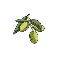 Green olive twig with leaves, food and ingridients vector hand draw illustration
