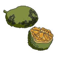 Jackfruit set of whole and cut green tropical fruit, hand draw vector illustration