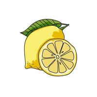 set of whole yellow lemon with green leaf and juicy slice, hand draw vector illustration